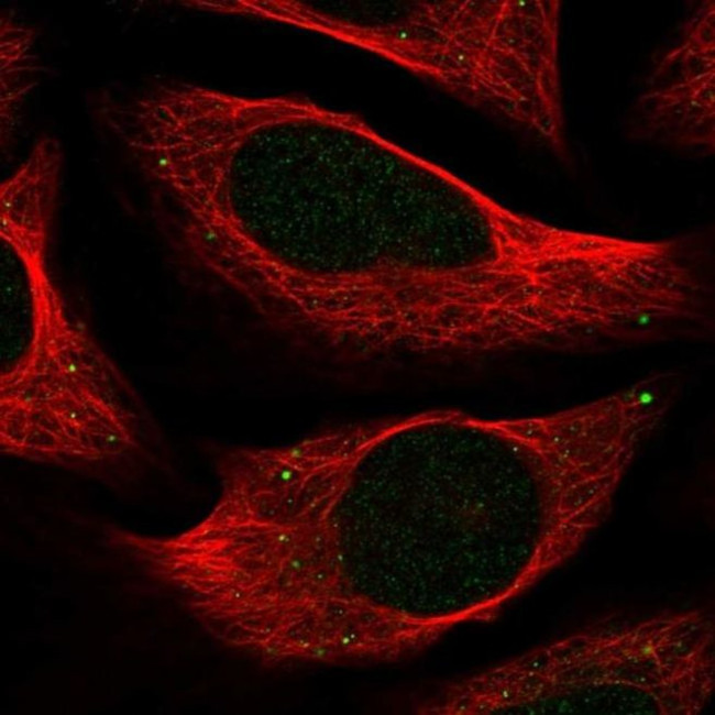 C18orf32 Antibody in Immunocytochemistry (ICC/IF)