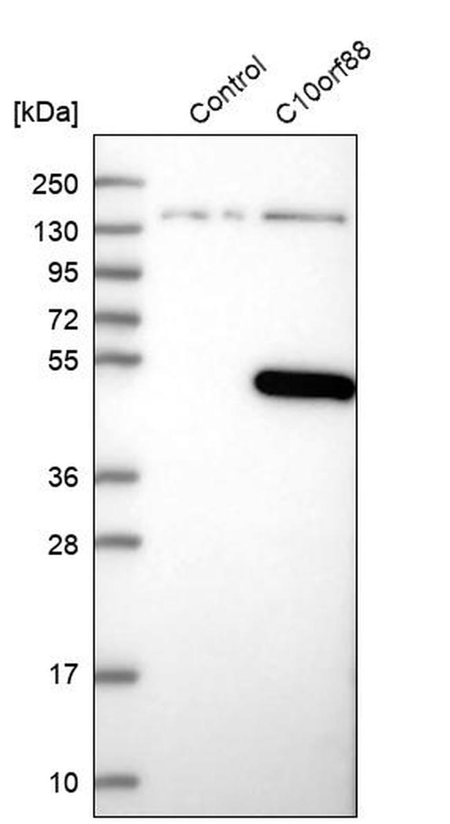 C10orf88 Antibody in Western Blot (WB)