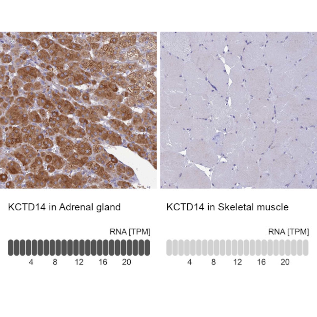 KCTD14 Antibody