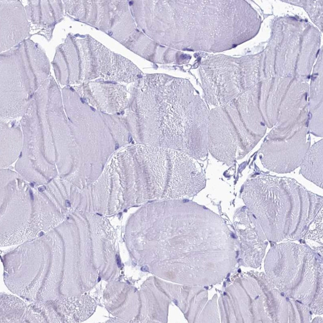 CIAPIN1 Antibody in Immunohistochemistry (IHC)