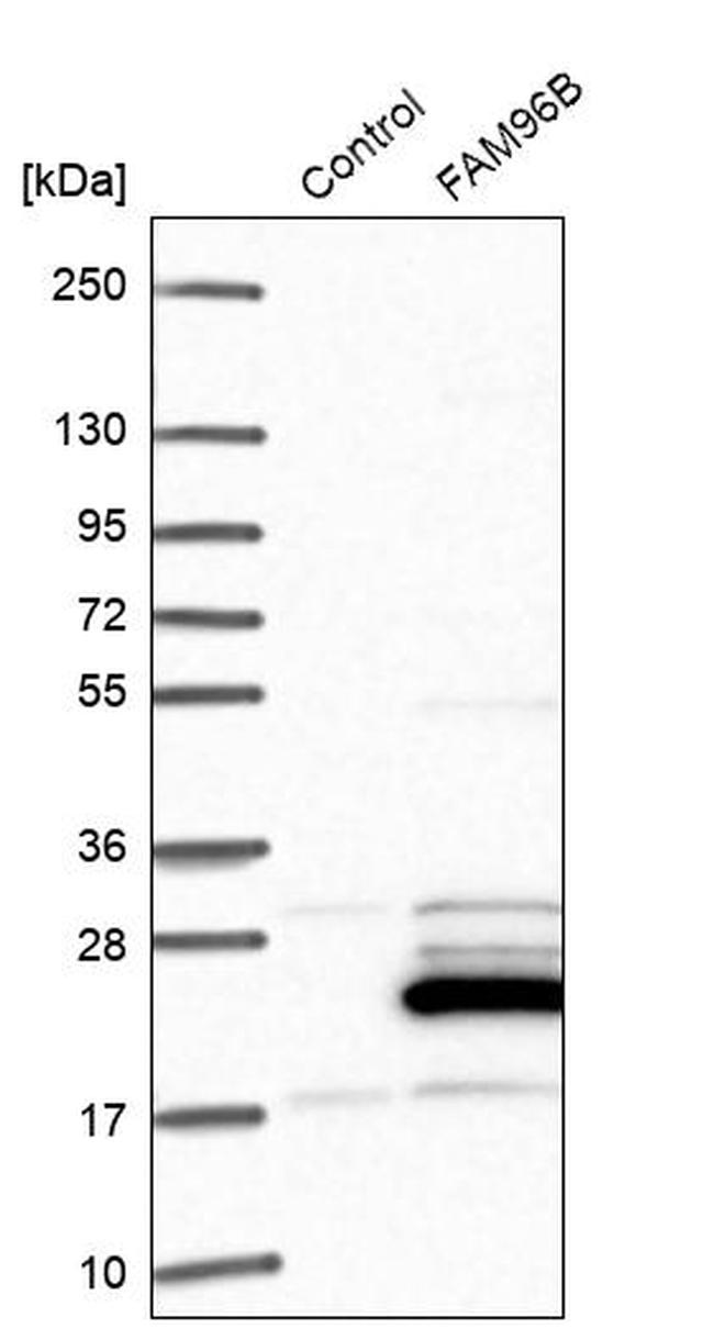 FAM96B Antibody in Western Blot (WB)