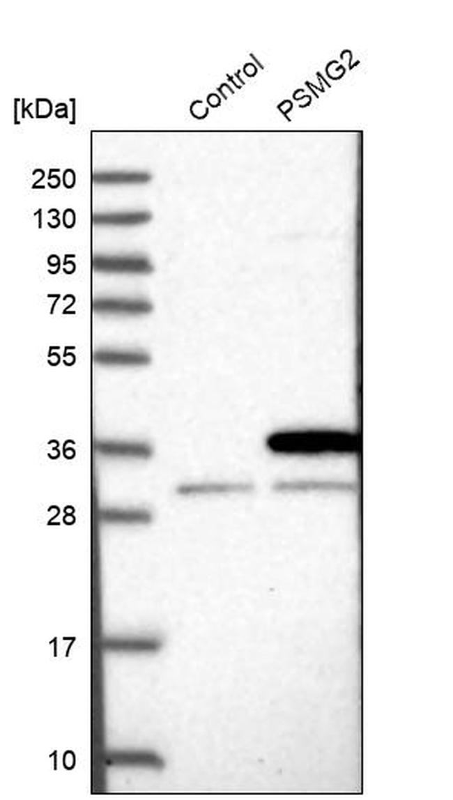 PSMG2 Antibody in Western Blot (WB)