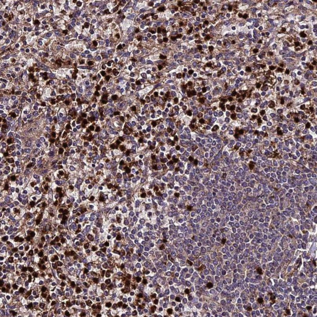 ABCA7 Antibody in Immunohistochemistry (IHC)