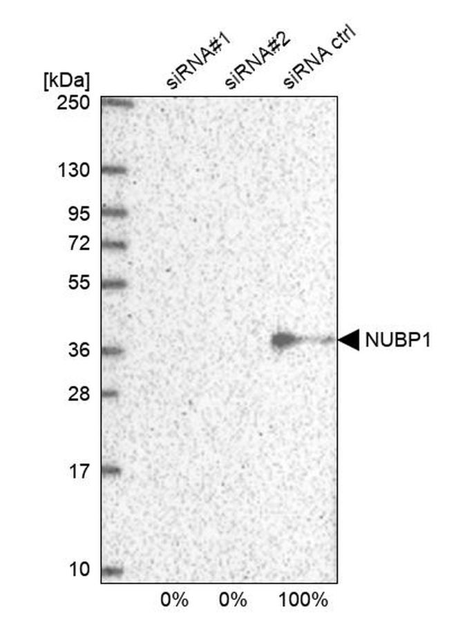 NUBP1 Antibody in Western Blot (WB)