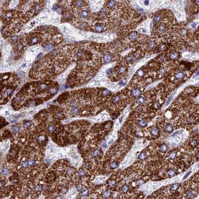 UQCRFS1 Antibody in Immunohistochemistry (IHC)