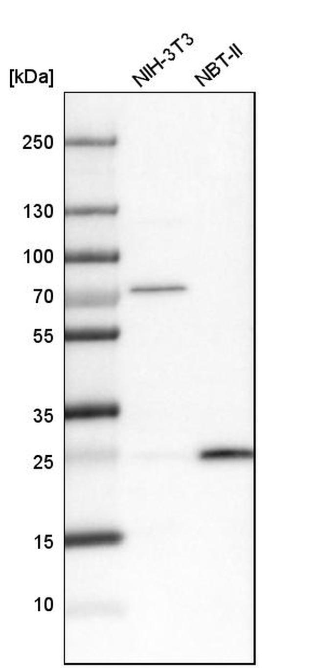 UQCRFS1 Antibody in Western Blot (WB)