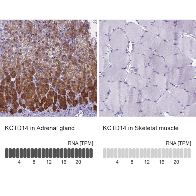 KCTD14 Antibody