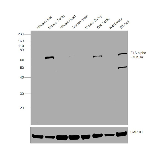 F1A alpha Antibody