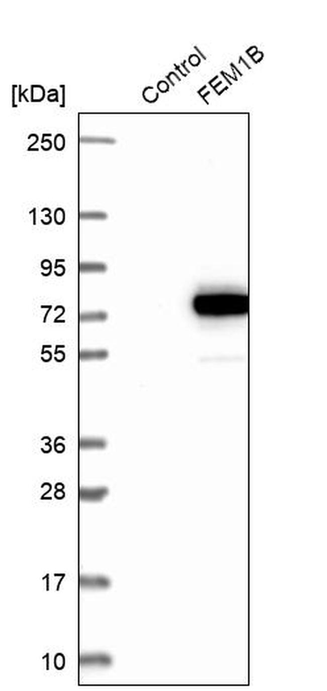 F1A alpha Antibody in Western Blot (WB)