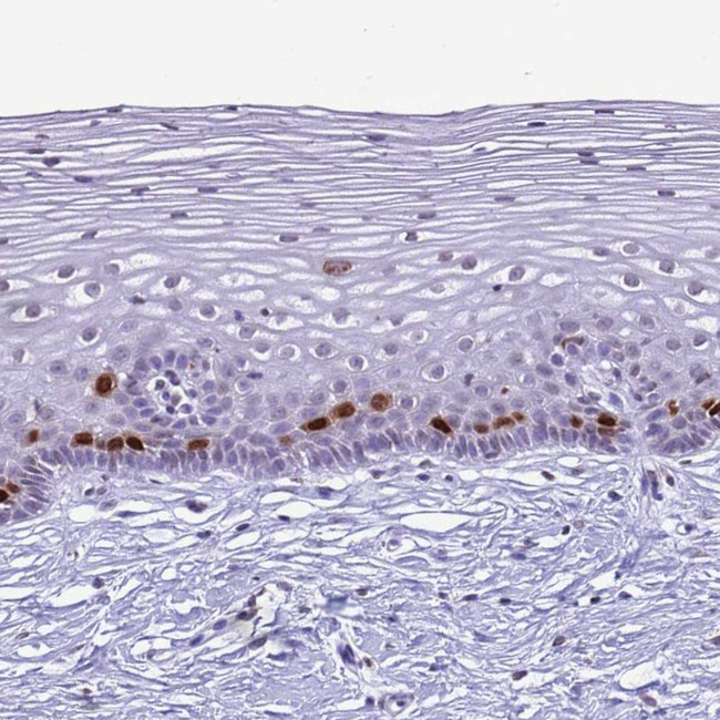 Histone H4 Antibody in Immunohistochemistry (IHC)