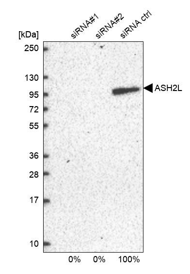 ASH2L Antibody