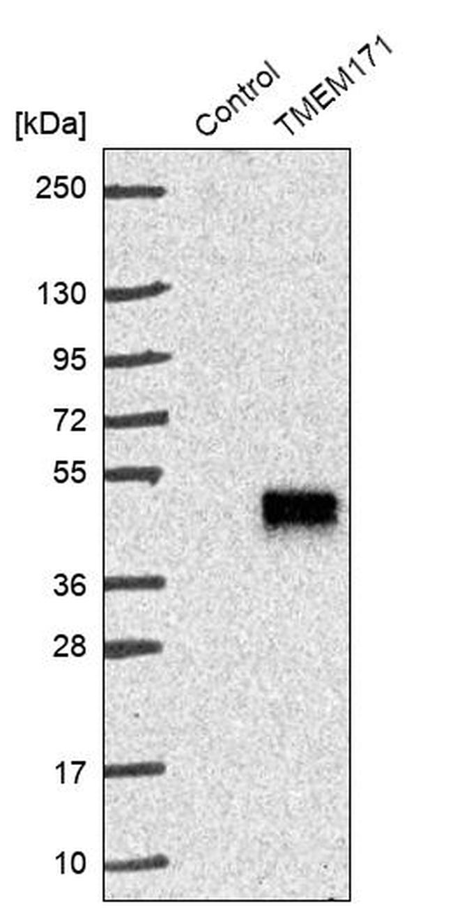 TMEM171 Antibody in Western Blot (WB)