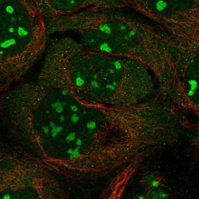 INTS4 Antibody in Immunocytochemistry (ICC/IF)