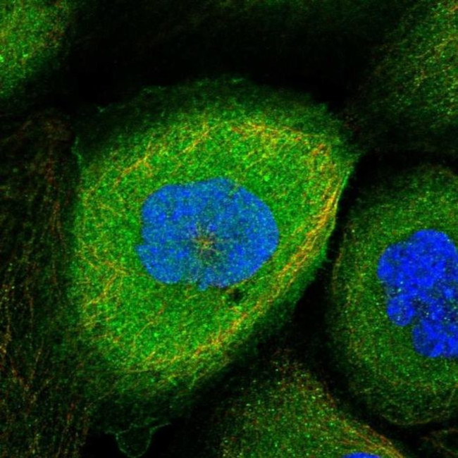 ARHGEF18 Antibody in Immunocytochemistry (ICC/IF)