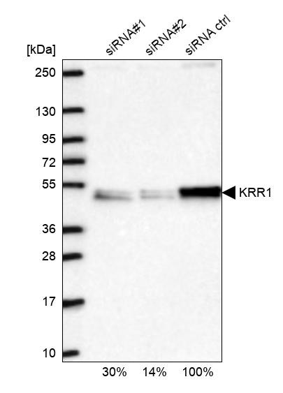 KRR1 Antibody