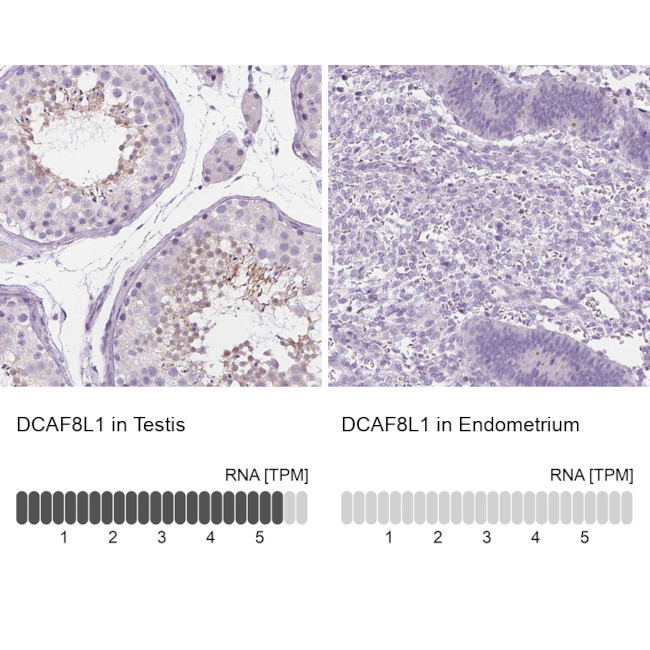 DCAF8L1 Antibody in Immunohistochemistry (IHC)