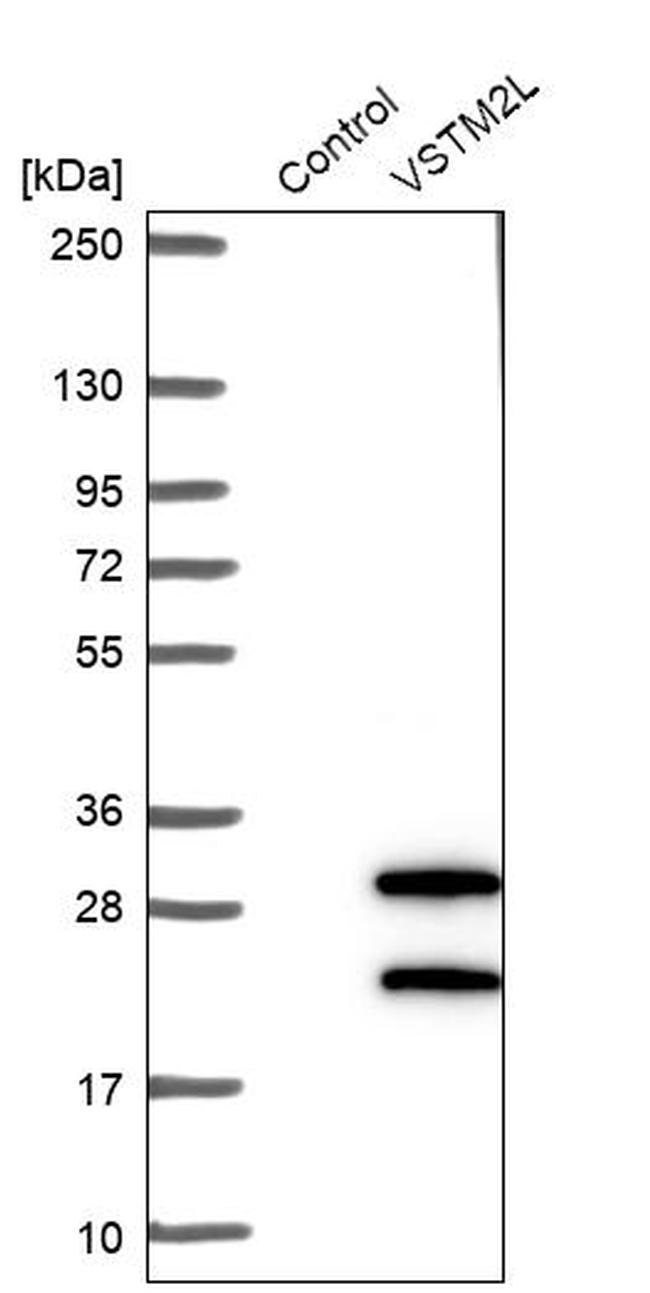 VSTM2L Antibody in Western Blot (WB)