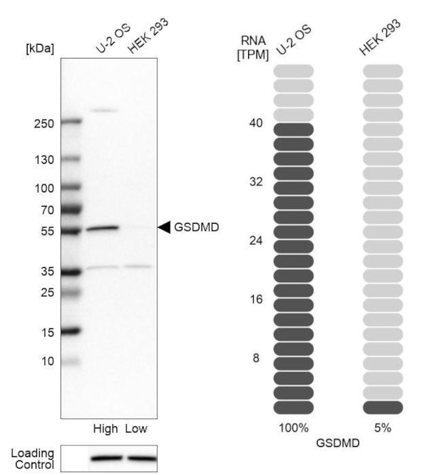 GSDMD Antibody