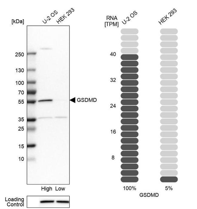 GSDMD Antibody in Western Blot (WB)