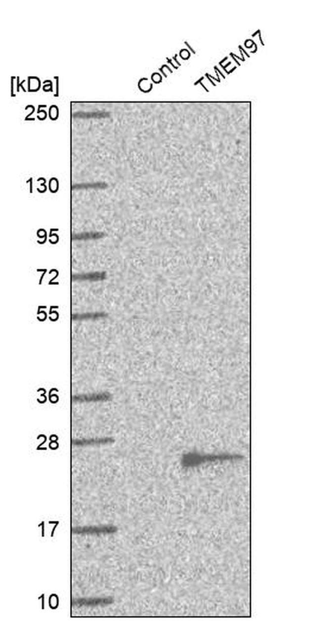 TMEM97 Antibody in Western Blot (WB)