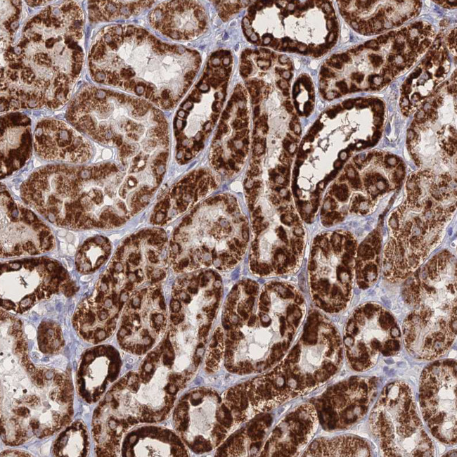 BRP44L Antibody in Immunohistochemistry (IHC)