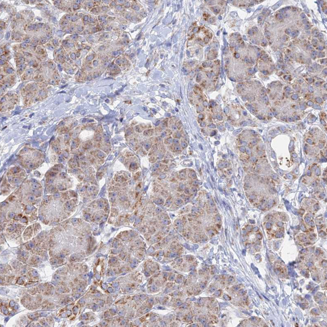 BRP44L Antibody in Immunohistochemistry (IHC)