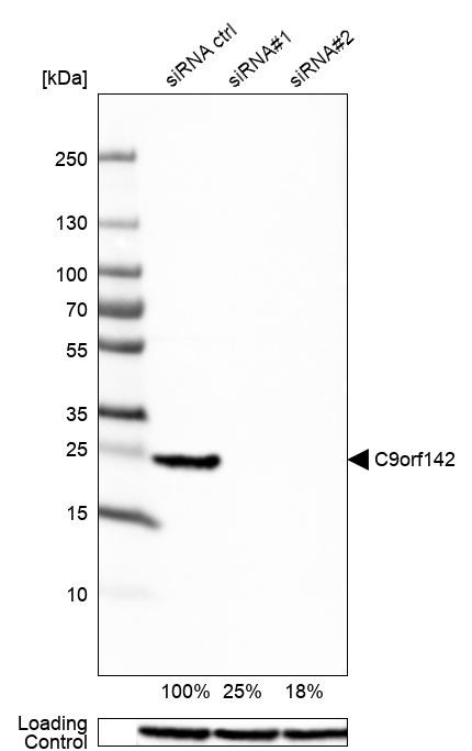 C9orf142 Antibody