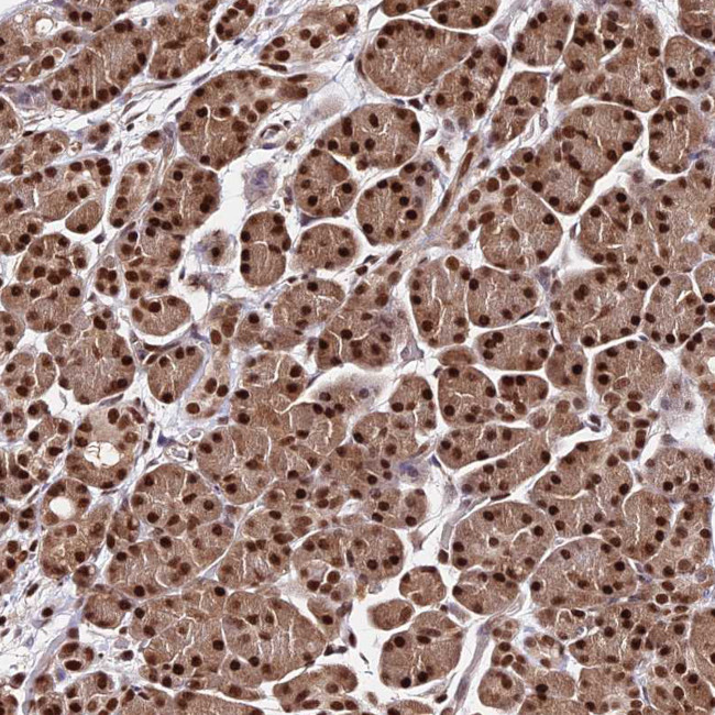 C9orf142 Antibody in Immunohistochemistry (IHC)