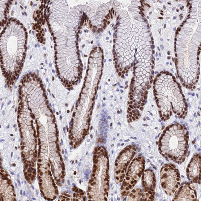 C9orf142 Antibody in Immunohistochemistry (IHC)