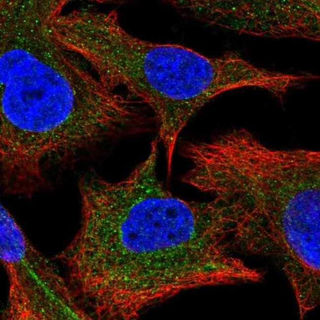 PPCDC Antibody in Immunocytochemistry (ICC/IF)