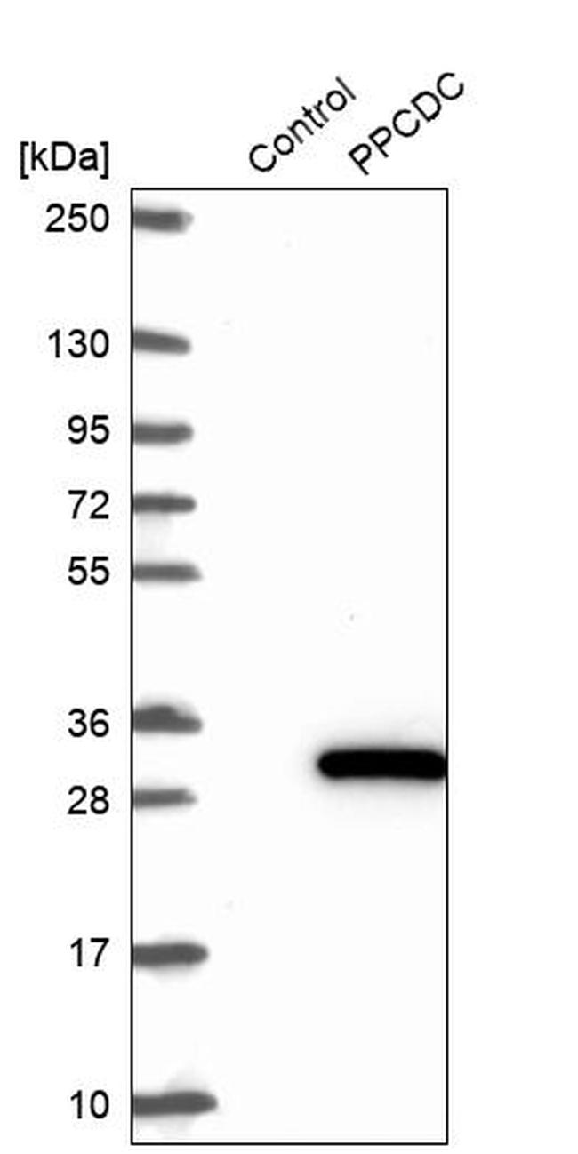 PPCDC Antibody in Western Blot (WB)