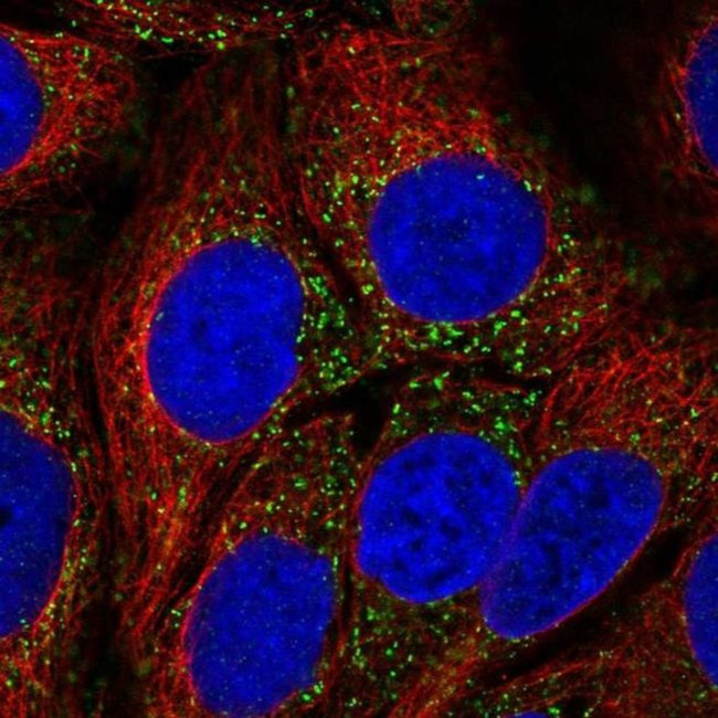 CAB39L Antibody in Immunocytochemistry (ICC/IF)