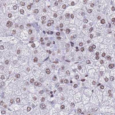 hnRNP UL1 Antibody in Immunohistochemistry (IHC)