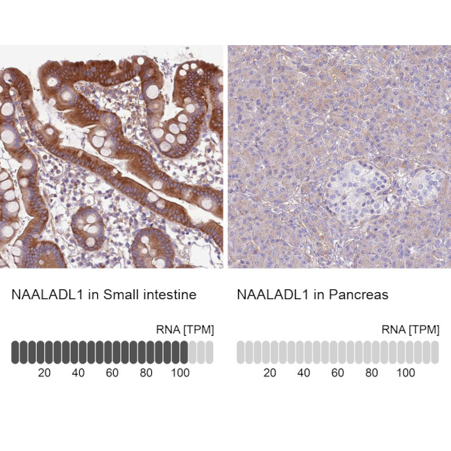 NAALADL1 Antibody in Immunohistochemistry (IHC)