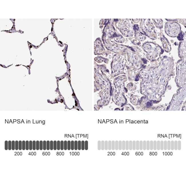 NAPSA Antibody