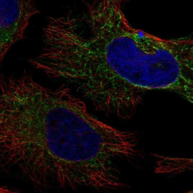 PDHA2 Antibody in Immunocytochemistry (ICC/IF)