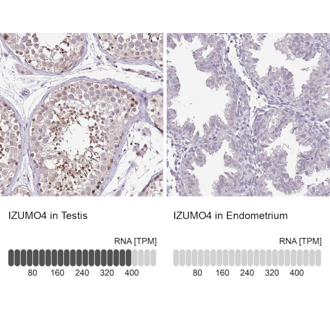 IZUMO4 Antibody