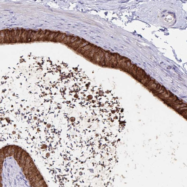 FKBP2 Antibody in Immunohistochemistry (IHC)