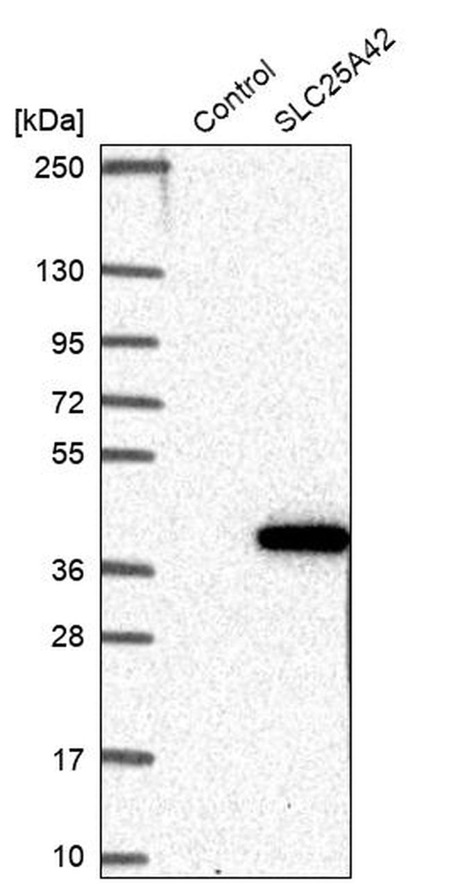 SLC25A42 Antibody in Western Blot (WB)