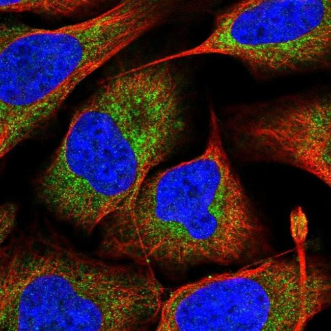 MRPS16 Antibody in Immunocytochemistry (ICC/IF)