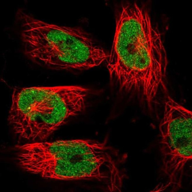 XPG Antibody in Immunocytochemistry (ICC/IF)