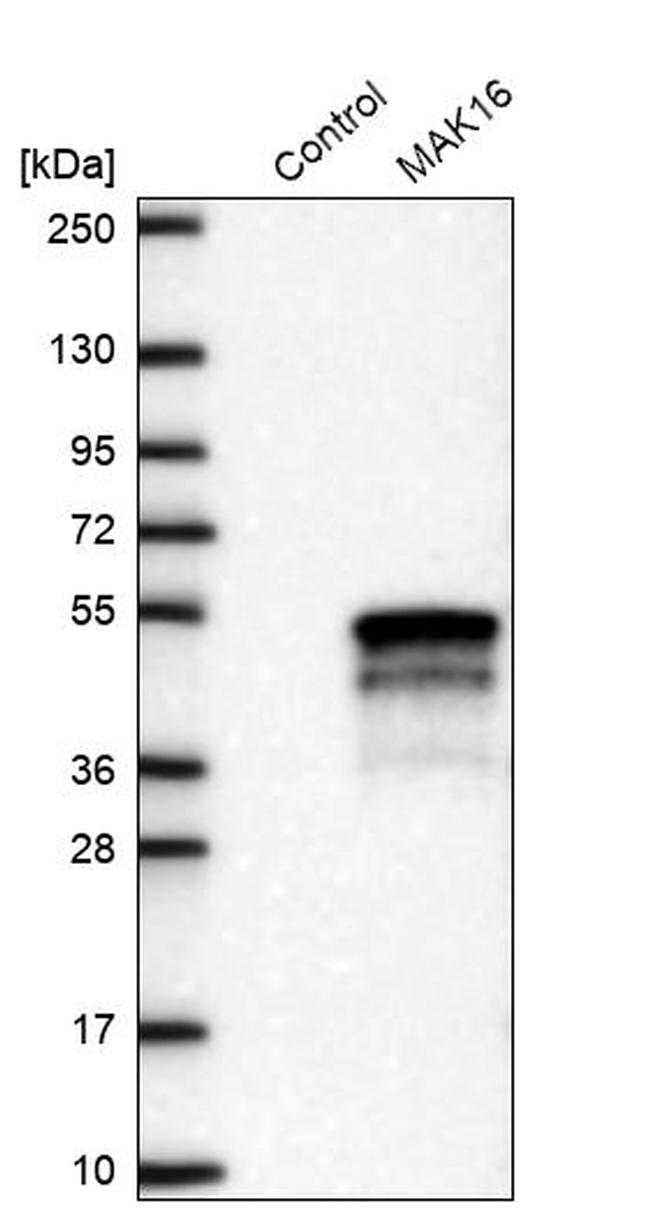 MAK16 Antibody in Western Blot (WB)