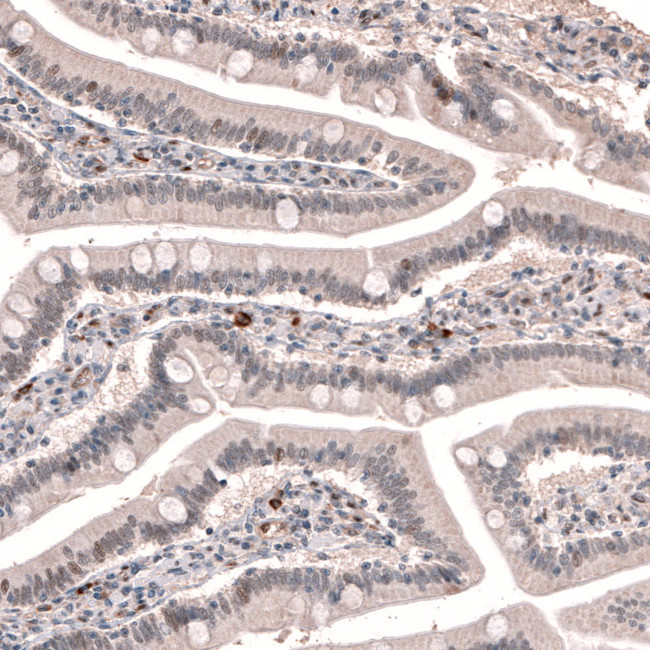 TET3 Antibody in Immunohistochemistry (IHC)