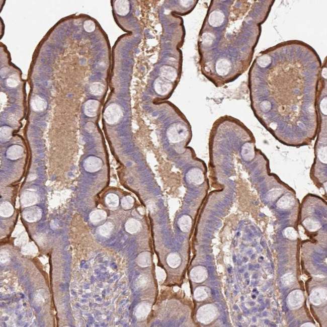 CALML4 Antibody in Immunohistochemistry (IHC)