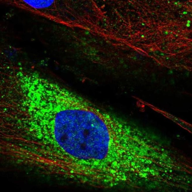 PTPRQ Antibody in Immunocytochemistry (ICC/IF)