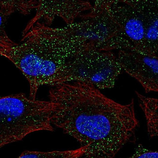 MANBA Antibody in Immunocytochemistry (ICC/IF)