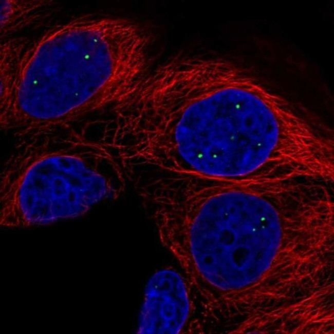 AMER3 Antibody in Immunocytochemistry (ICC/IF)