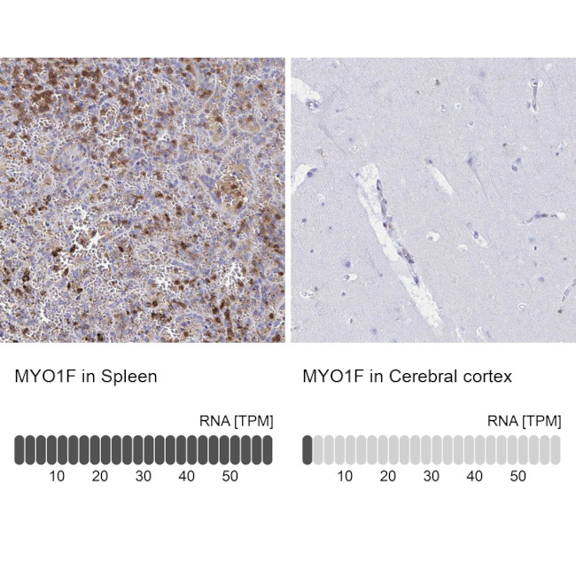 MYO1F Antibody