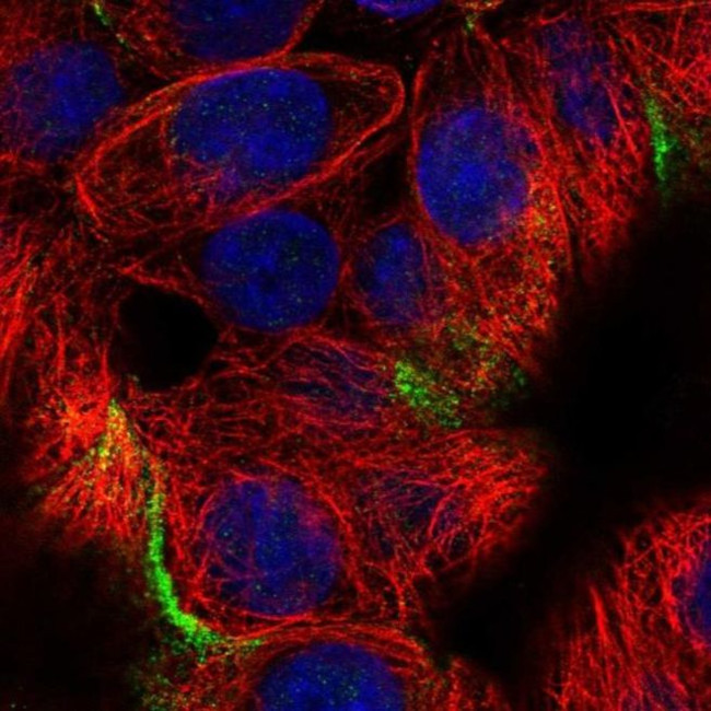 FIBCD1 Antibody in Immunocytochemistry (ICC/IF)