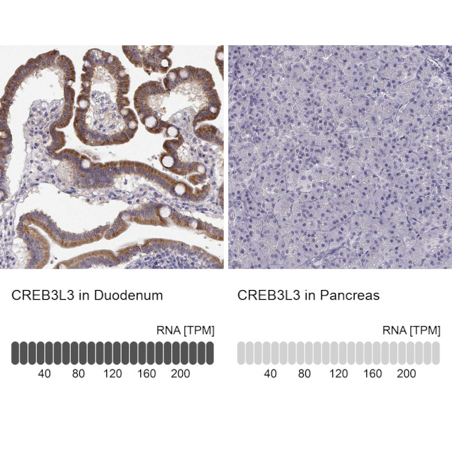 CREB3L3 Antibody